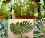 Plantas dentro de casa – Folhagens e flores (Pt. 2)