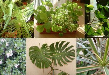 Plantas dentro de casa – Folhagens e flores (Pt. 2)