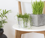 Jardim de Apartamento – Faça você mesmo!