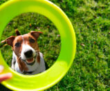 Dia dos Animais: veja espaços para seu pet no SPPACE Jardim Botânico