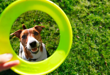 Dia dos Animais: veja espaços para seu pet no SPPACE Jardim Botânico