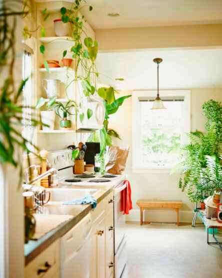 Veja: plantas que se adaptam melhor dentro de casa