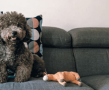 Cachorro para apartamento pequeno: 15 raças perfeitas para o seu apê