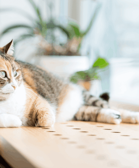 Gato em apartamento: cuidados e precauções com o seu bichano